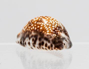 Mauritia arabica depressa - Platte Arabische schelp -, Nieuw