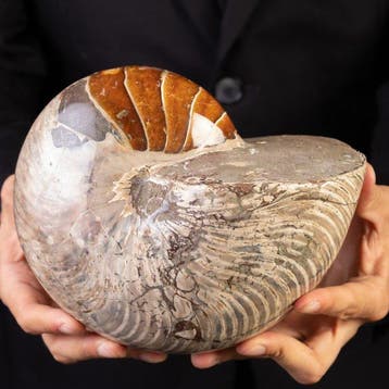 Nautiloïde fossile spectaculaire - Gros fossile de, Nieuw