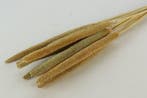 Babala Naturel 10pc 65-70 Bundel droogbloemen vaste pluimen