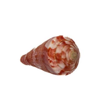 Conus gubernator – Pièce de collection impeccable dans une