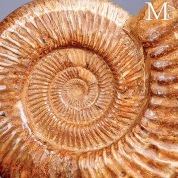 Eersteklas fossiel exemplaar - Perisphinctes ammoniet -
