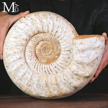 Groot Kranaosphinctes-ammonietfossiel uit de Jura-periode -