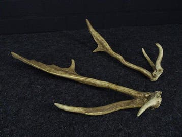 rare abnormal Fallow Buck antlers Schedel - Dama dama - 0 cm, Nieuw