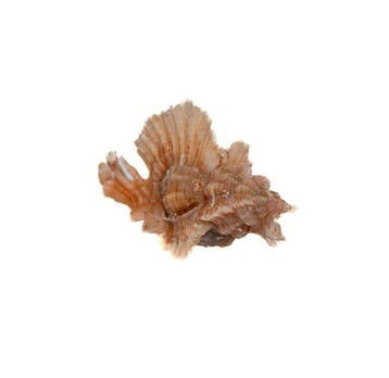Esthetisch hoogtepunt: Chicoreus orchidiflorus (36 mm) – GEM, Nieuw