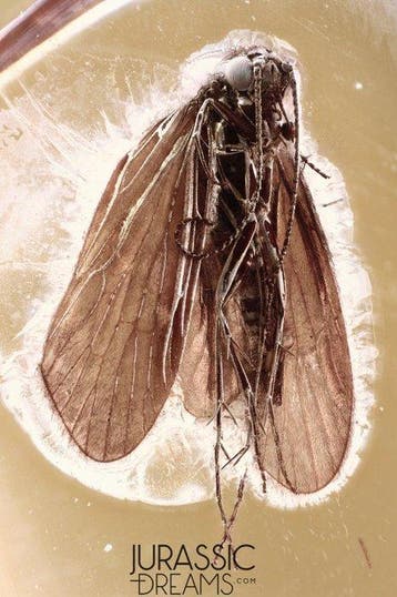 Prachtige Trichoptera (Caddisfly) fossielinclusie uit echt