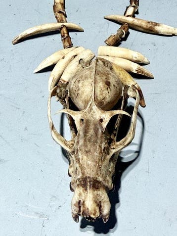 Korowai-halsketting met possumschedel en dierentanden –, Antiek en Kunst