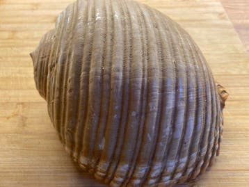 Conque Coquillage marin - tonna galea (Sans prix de réserve), Antiek en Kunst
