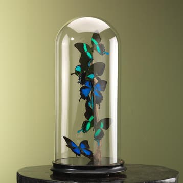 Vlinders in Antieke Stolp Taxidermie Opgezette Dieren By Max, Ophalen of Verzenden, Opgezet dier