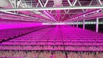 50 meter /  550W LED power groeistrip assimilatie en stuurli, Verzenden