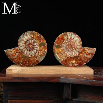 Élégance préhistorique : Cleoniceras sectionné — Ammonite, Collections, Minéraux & Fossiles