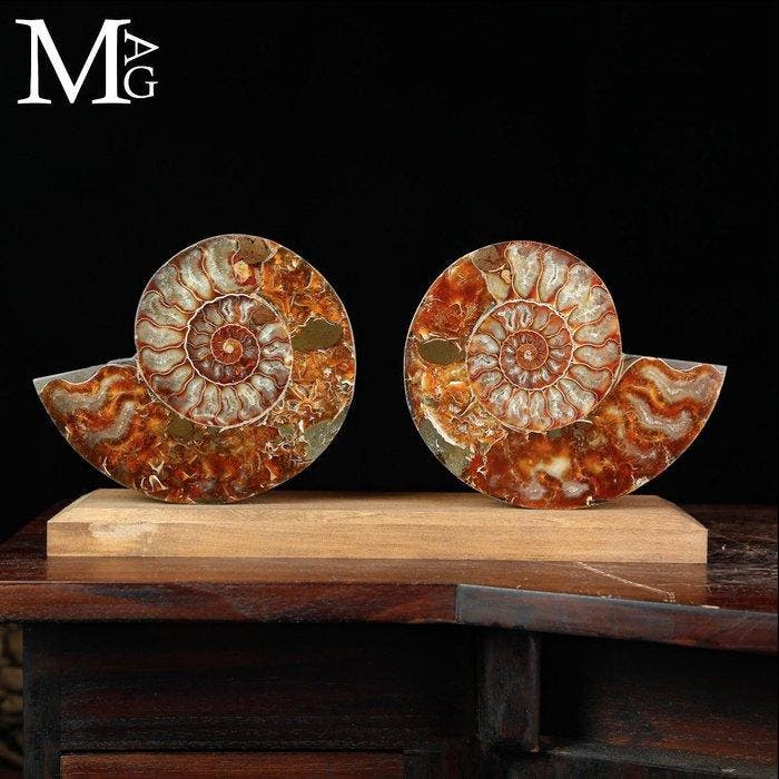 Élégance préhistorique : Cleoniceras sectionné — Ammonite, Collections, Minéraux & Fossiles