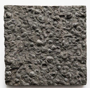 Trilobiet - Gefossiliseerd dier - Agnostus pisiformis - 11, Verzamelen
