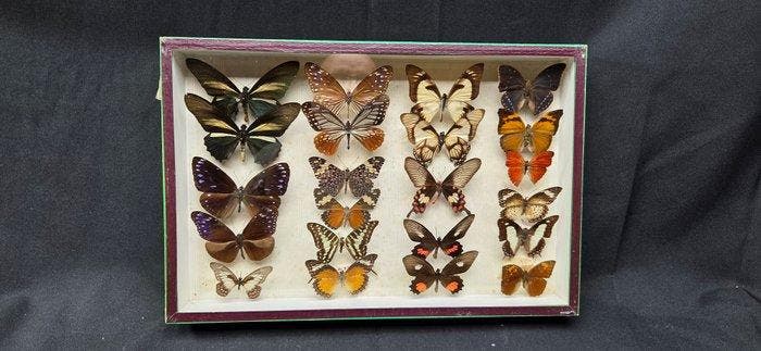 Large World Months wood box - ex French Mr Amédro Collection, Collections, Collections Animaux