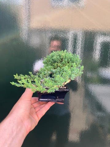 Jeneverbes bonsai (Juniperus) - Hoogte (boom): 11 cm -