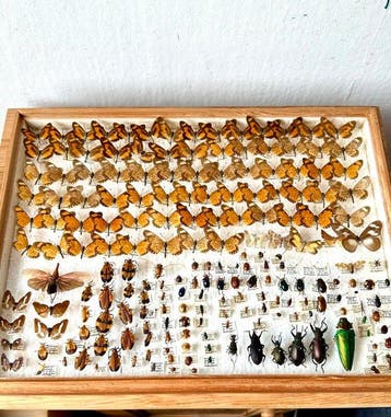 Museumwaardige entomologische collectie Kameroen 1974-1975 -