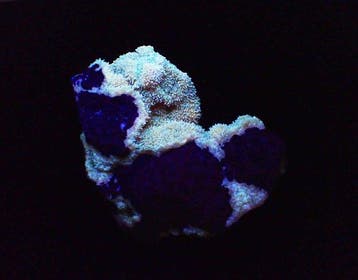 Calcite orange fluorescente Cristaux sur matrice - Hauteur :
