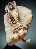 Crinoide - Fossiel skelet