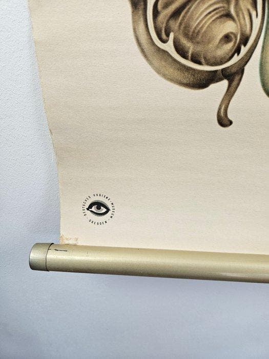 Verdauung (Spijsvertering) – Deutsches Hygiene-Museum, Antiek en Kunst, Antiek | Wandborden en Tegels