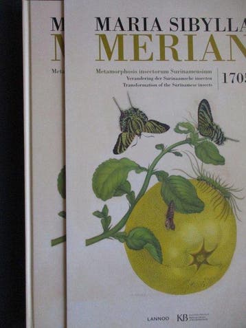 Maria Sibylla Merian - Metamorphosis insectorum