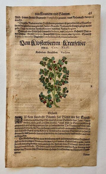 Pietro Andrea Mattioli - Contemporary hand-coloured leaf