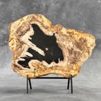 C-Wonderful, grande tranche de bois pétrifié sur un socle