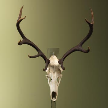 Edelhert Gewei Taxidermie Opgezette Dieren By Max, Ophalen of Verzenden, Nieuw, Wild dier, Opgezet dier
