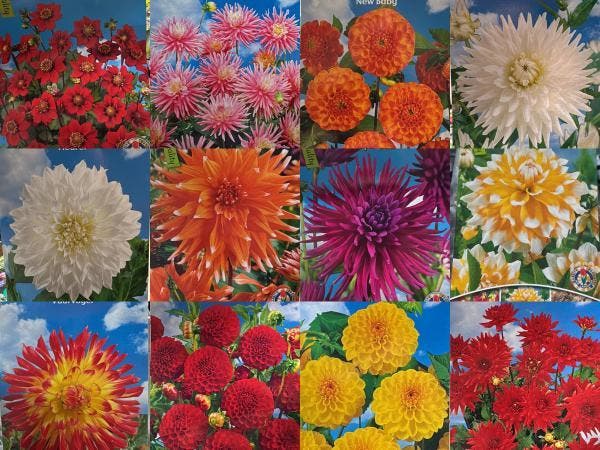 Veiling - Dhalia mix van 12 verschillende Dhalia soorten, Tuin en Terras, Bloembollen en Zaden