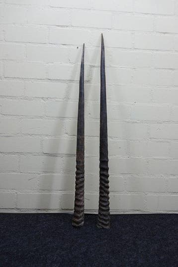 Gemsbok Hoorns - Oryx gazella - 96 cm - 3 cm - 0 cm-