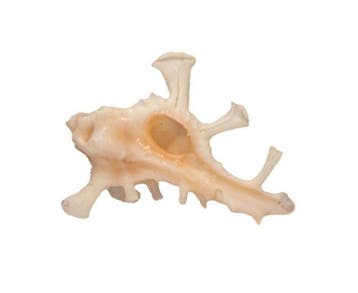 Homalocantha zamboi 60mm | Zeldzame stekelslak - Groot