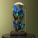 Vlinders in Stolp Taxidermie Opgezette Dieren By Max, Ophalen of Verzenden, Opgezet dier
