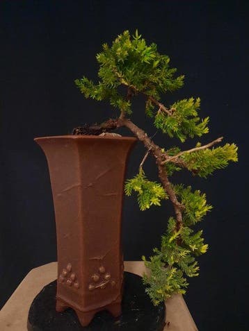 Bonsaï Genévrier (Juniperus) - Hauteur (arbre) : 10 cm -