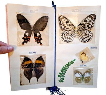 Anonymous - Exotic Butterflies - 1951
