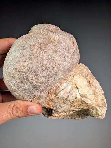 Grote Natica-fossiel - Gefossiliseerde schelp - Natica sp -