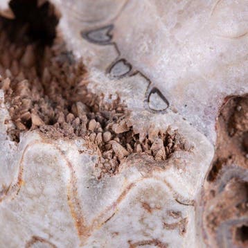 Extreem zeldzaam fossiel exemplaar - Ammoniet Metalegoceras, Collections