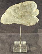 Égypte ancienne, période prédynastique Pierre Votive