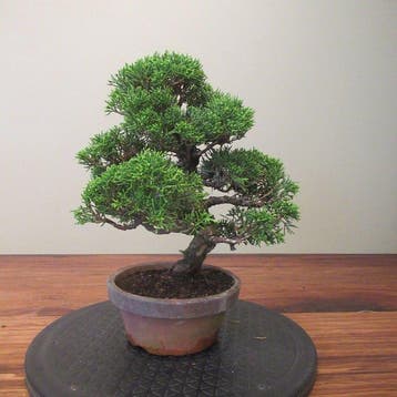 Juniperus sinensis - Hoogte (boom): 24 cm - Diepte (boom):