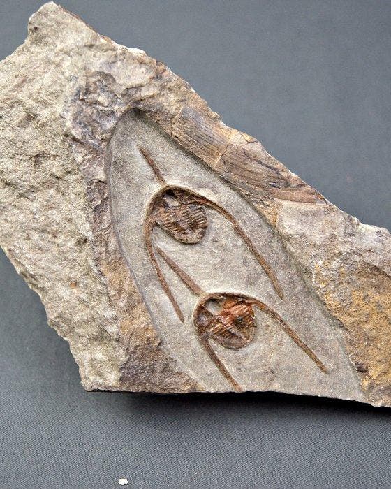 Trilobiet - Gefossiliseerd dier - Ampyx cf. priscus, Collections, Minéraux & Fossiles