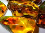 Incroyable !! Collection de fossiles - Ambre dominicain -