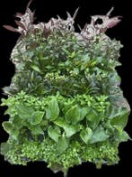 Mix pakket Azië 12 stuks - 5cm pot - aquariumplanten, Ophalen of Verzenden, Nieuw, Plant(en), Steen of Hout