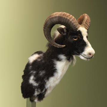 Schaap Taxidermie Opgezette Dieren By Max, Verzamelen, Dierenverzamelingen, Ophalen of Verzenden, Nieuw, Wild dier, Opgezet dier