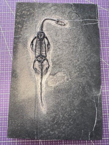 Fossiel reptiel: Keichousaurus – zeldzaam getuigenis uit het, Collections