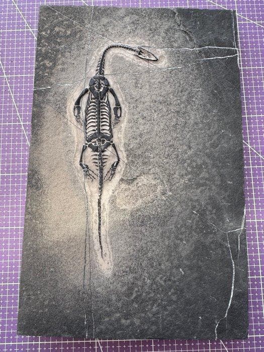 Fossiel reptiel: Keichousaurus – zeldzaam getuigenis uit het, Collections, Minéraux & Fossiles