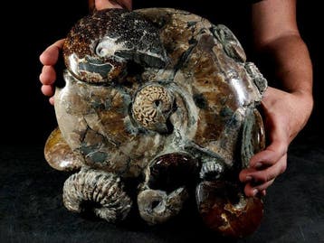 Albiano-blok - Gefossiliseerd dier - 26 cm - 29 cm, Nieuw