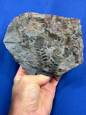 een prachtige matrix met 3D-plantenfossielen -