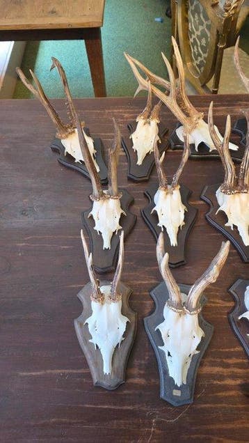 Cerf élaphe Ramure de cervidés - Cornu/ cervus elaphus - 20