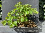 Acer buergerianum - Hoogte (boom): 24 cm - Diepte (boom): 28, Antiek en Kunst