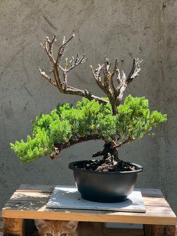 Jeneverbes bonsai (Juniperus) - Hoogte (boom): 33 cm -