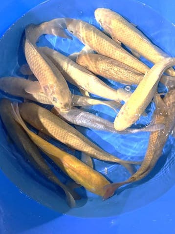 Hirasawa Marusei 30-37cm (Japanse Koi), Ophalen of Verzenden, Nieuw