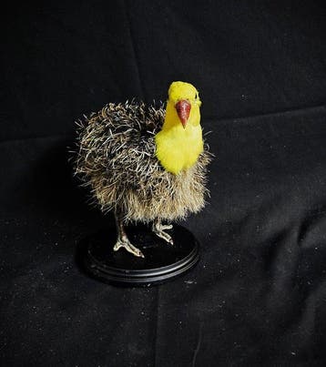 struisvogel halsband parkiet Taxidermie volledige montage -