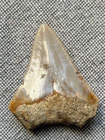 Megalodon-tand 4,7 cm - Fossiele tand - Carcharocles